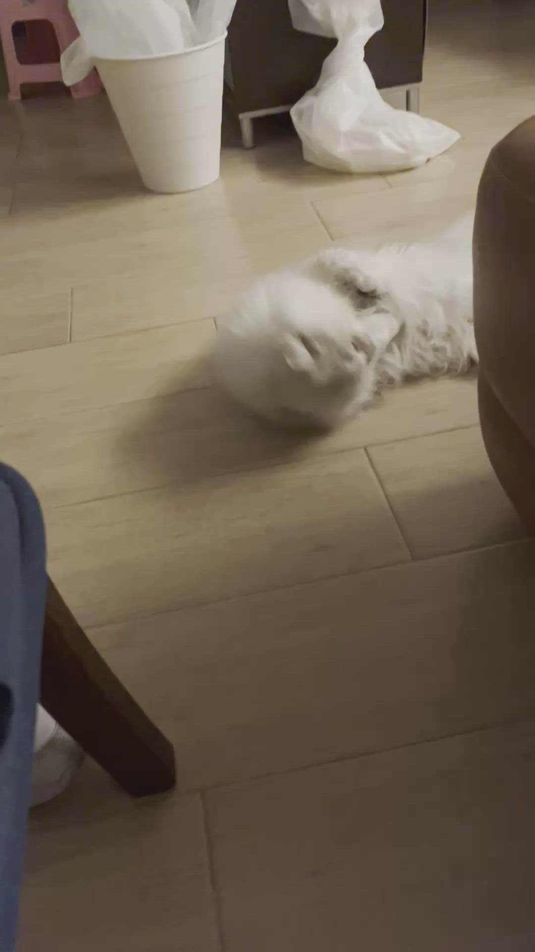 面對鏡頭很尷尬的小貓咪🐱