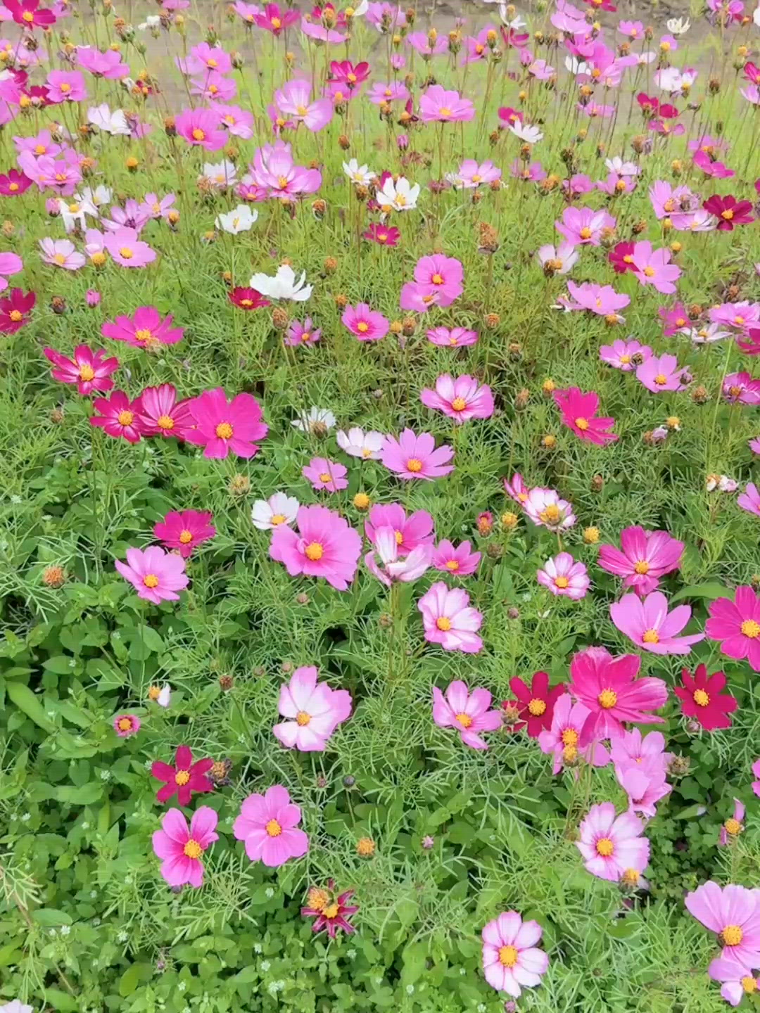 10秒睇您睇信芯園粉色波斯菊花海