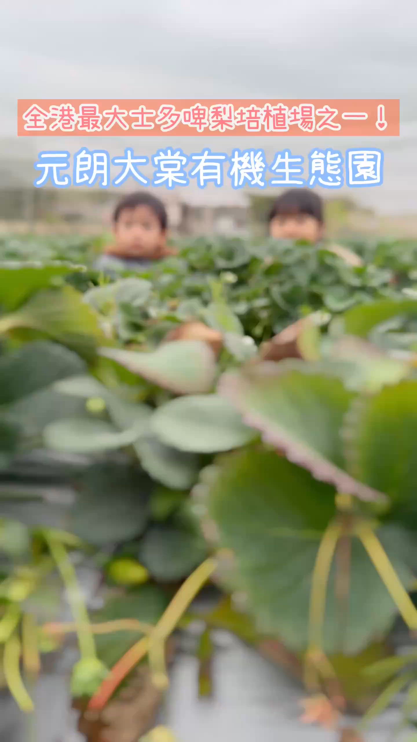 ## 大棠士多啤梨🍓🍓🍓  摘到停唔到手！😋😋😋