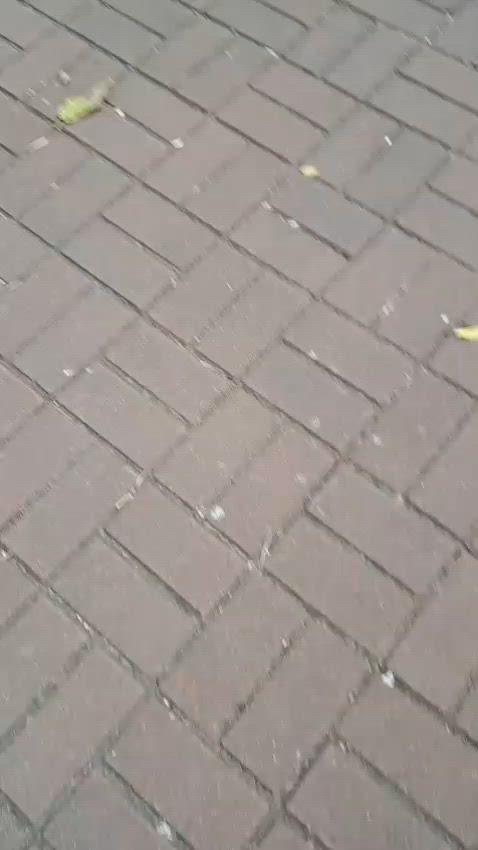 雖然不是兔，只是龜