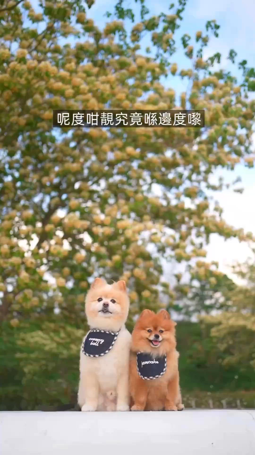 將軍澳秘境🐶🌸  香港近郊觀賞魚木花！含打卡路徑