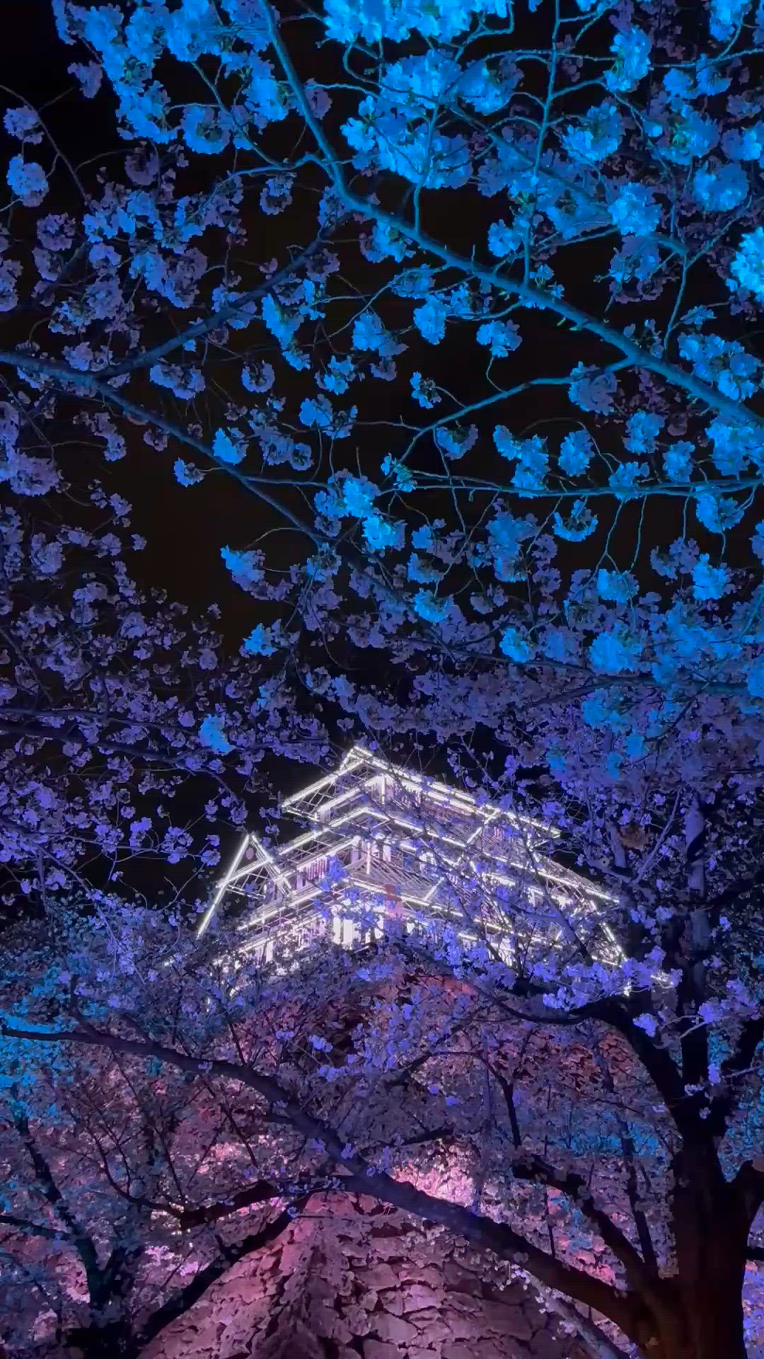 ## 福岡🌸舞鶴公園櫻花祭！