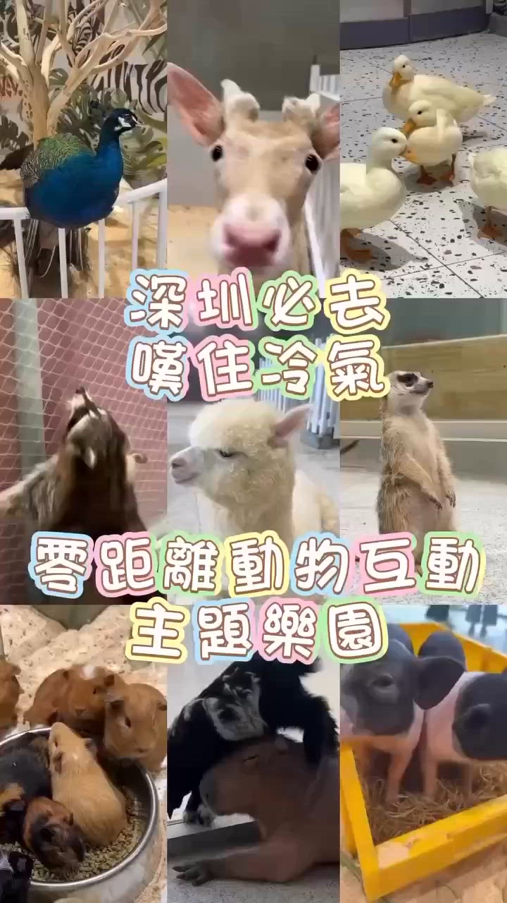 深圳必去嘆住冷氣零距離動物互動主題樂園