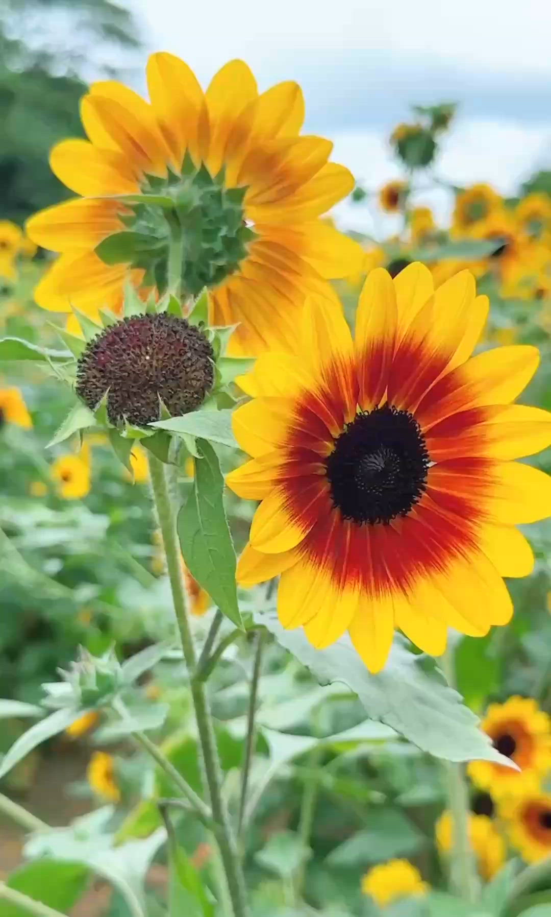 📍深圳市民中心站。免費🌻向日葵花海～