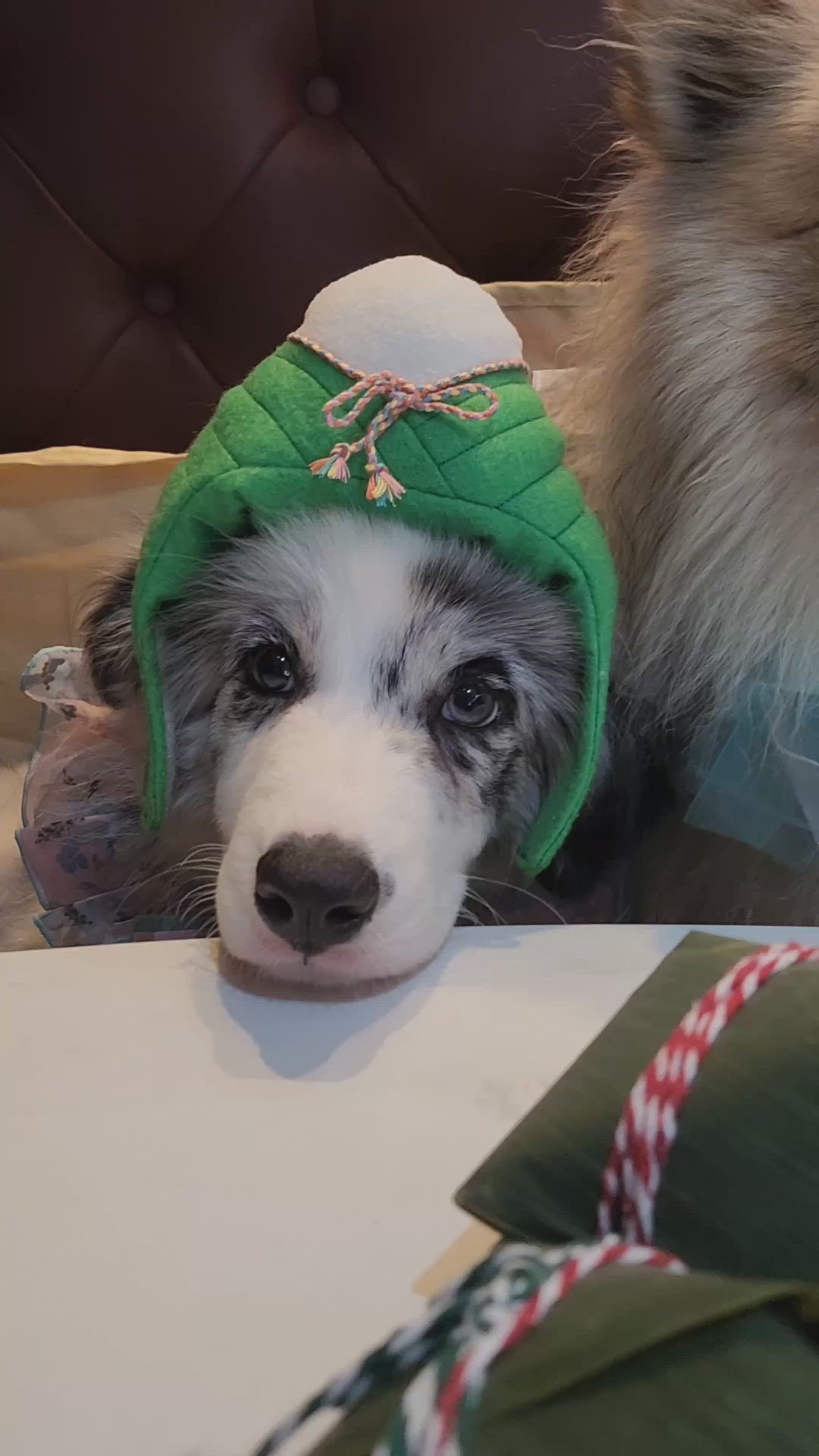 Pawty粽子DIY工作坊