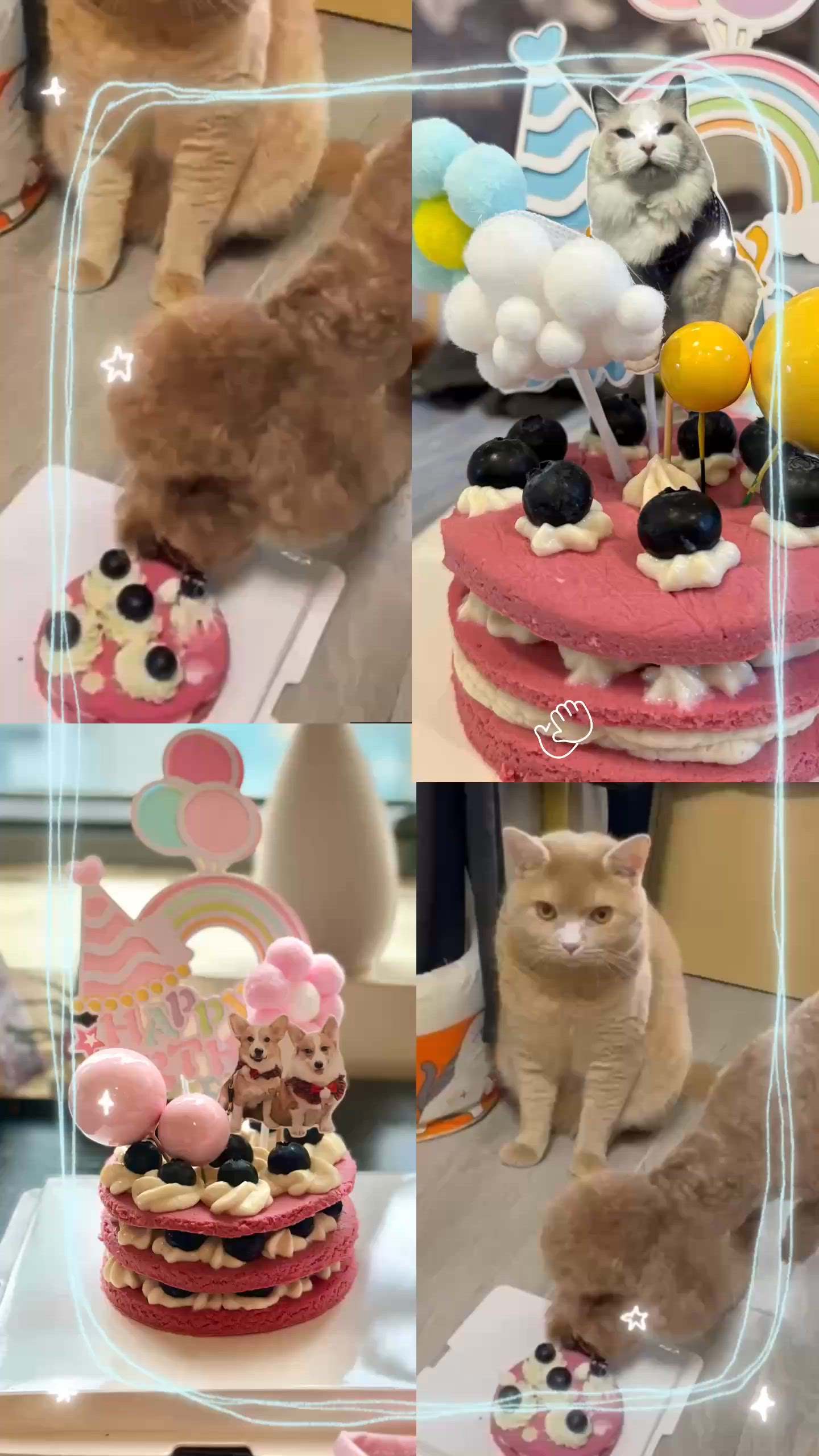 🐶🎂 為主子整生日蛋糕！🎉