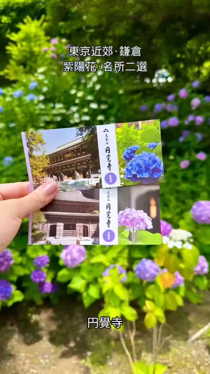 東京～6月鎌倉～🌸繡球花🌸介紹及交通攻略