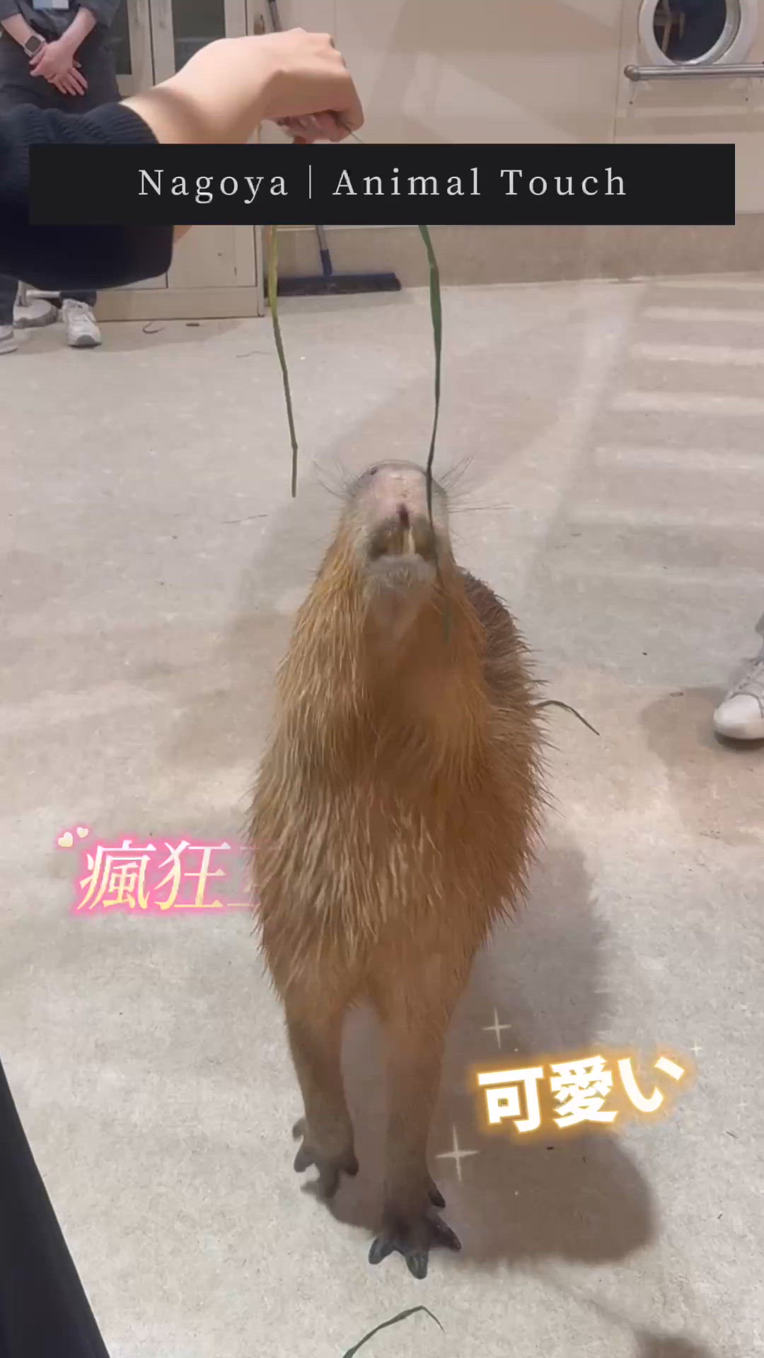 名古屋摸摸動物園！水豚狐獴超萌😍