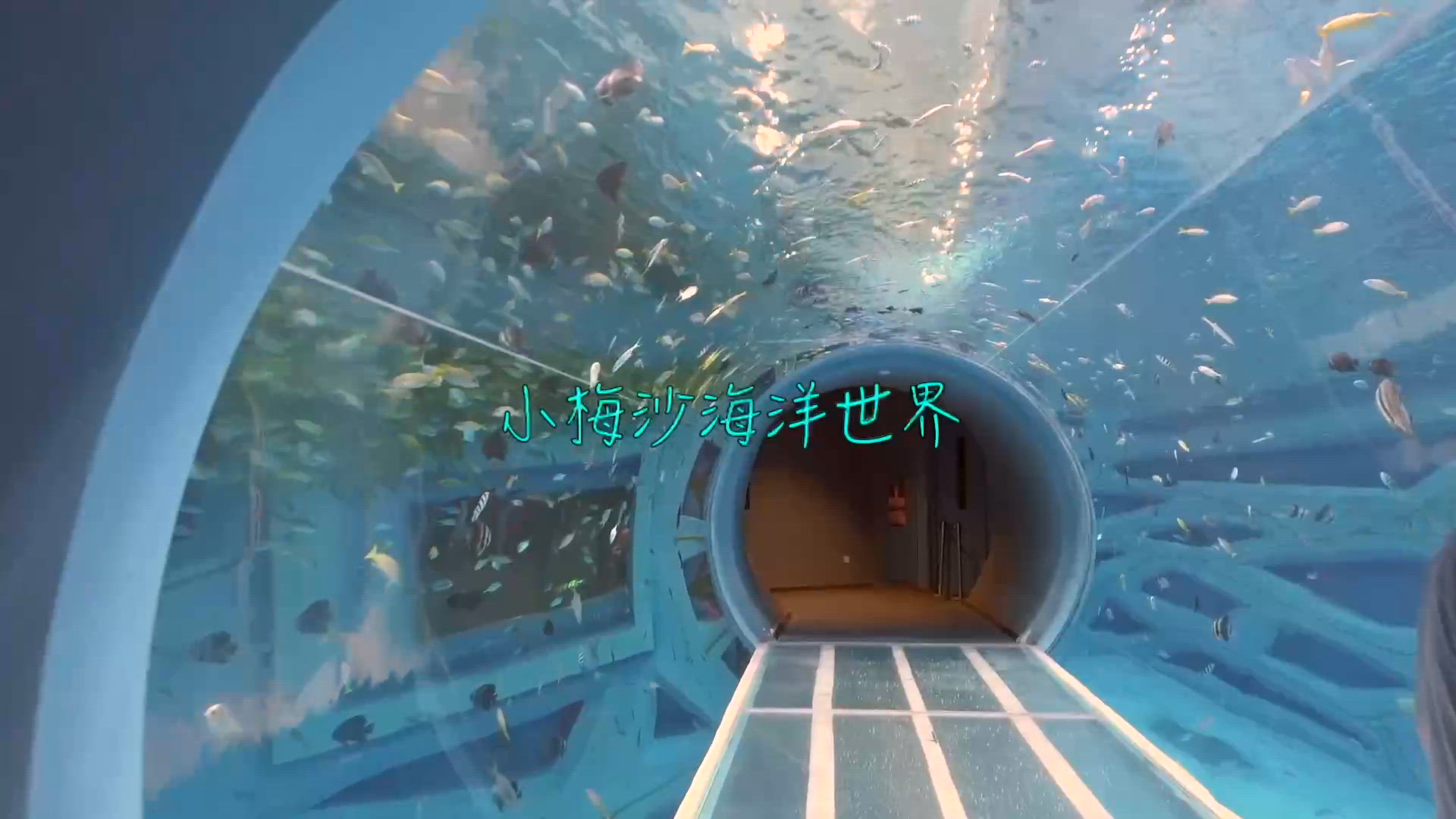 小梅沙海洋世界🐬