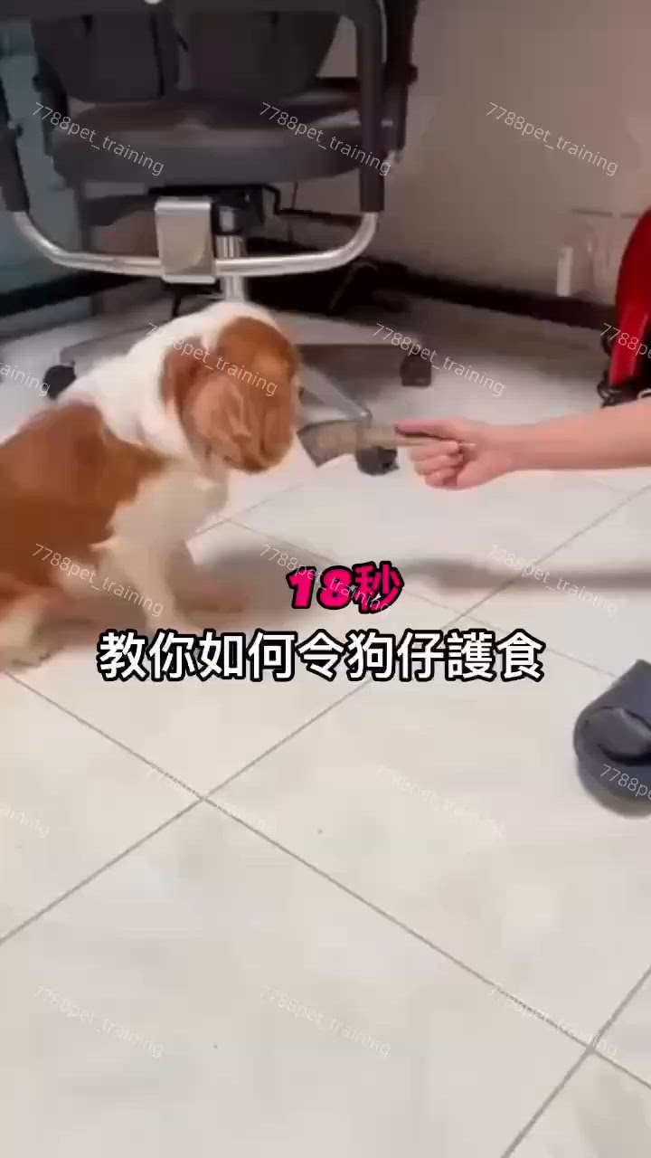 不要搶🐶🐶的任何東西 (假如你被搶劫,下次一定更加警戒)