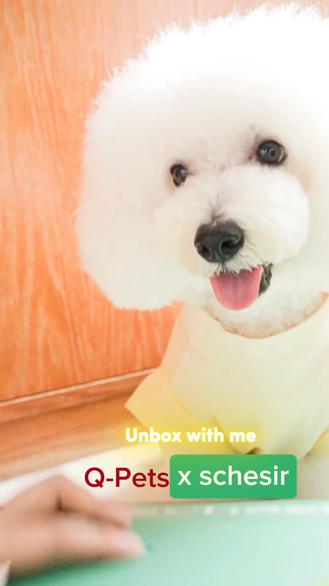 意大利🐶都愛嘅🍍🐔罐罐