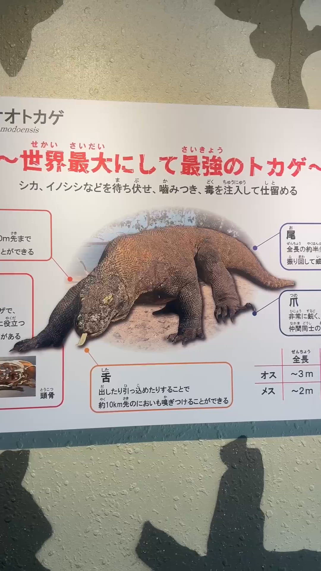 名古屋必訪！萌翻天の「東山動物園」🐨🐼🦏