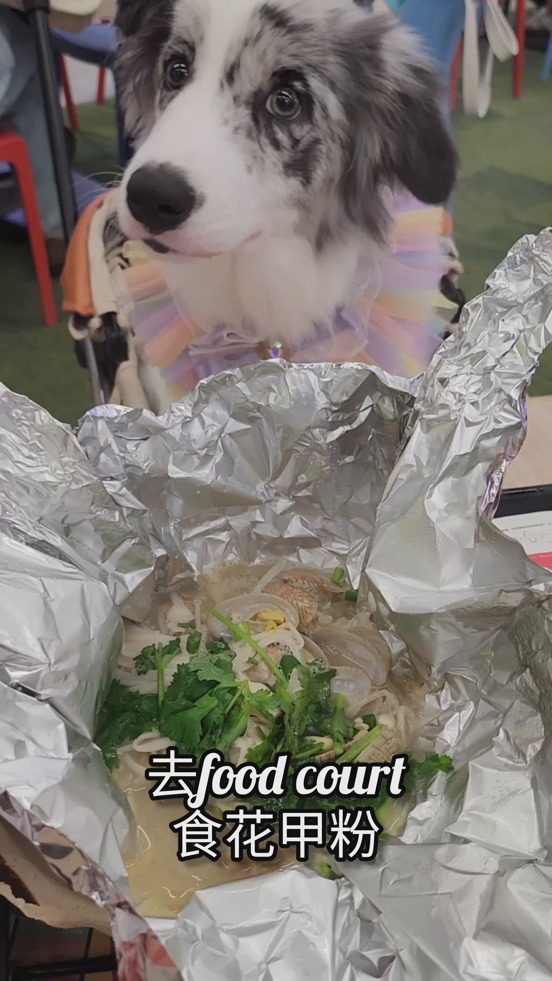 帶毛孩一齊食花甲粉