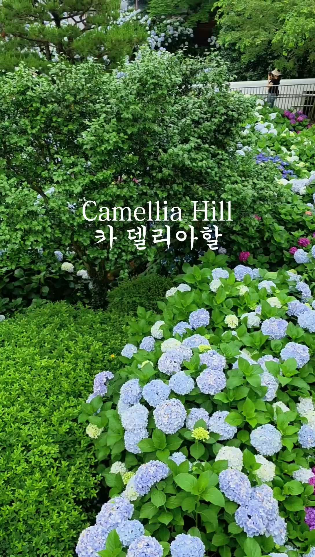 濟州山茶花之丘🌸！繡球花海打卡📸！