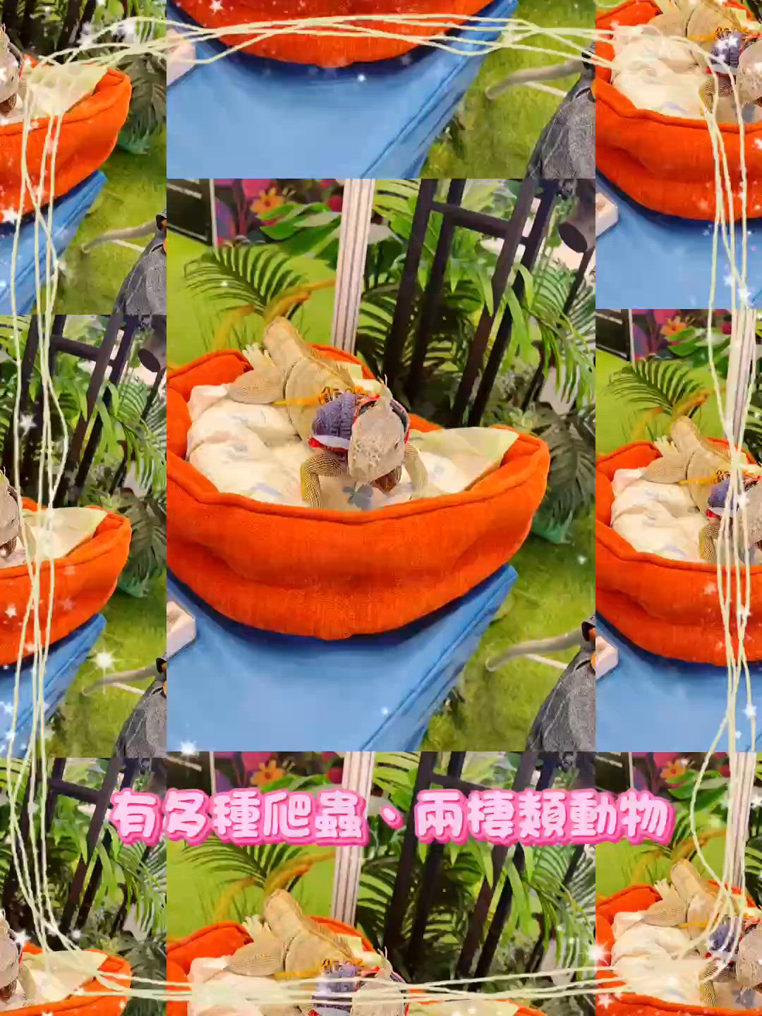 另類寵物世界🦎帶果果變身小小動物學家 👩‍🔬！ #暑期活動