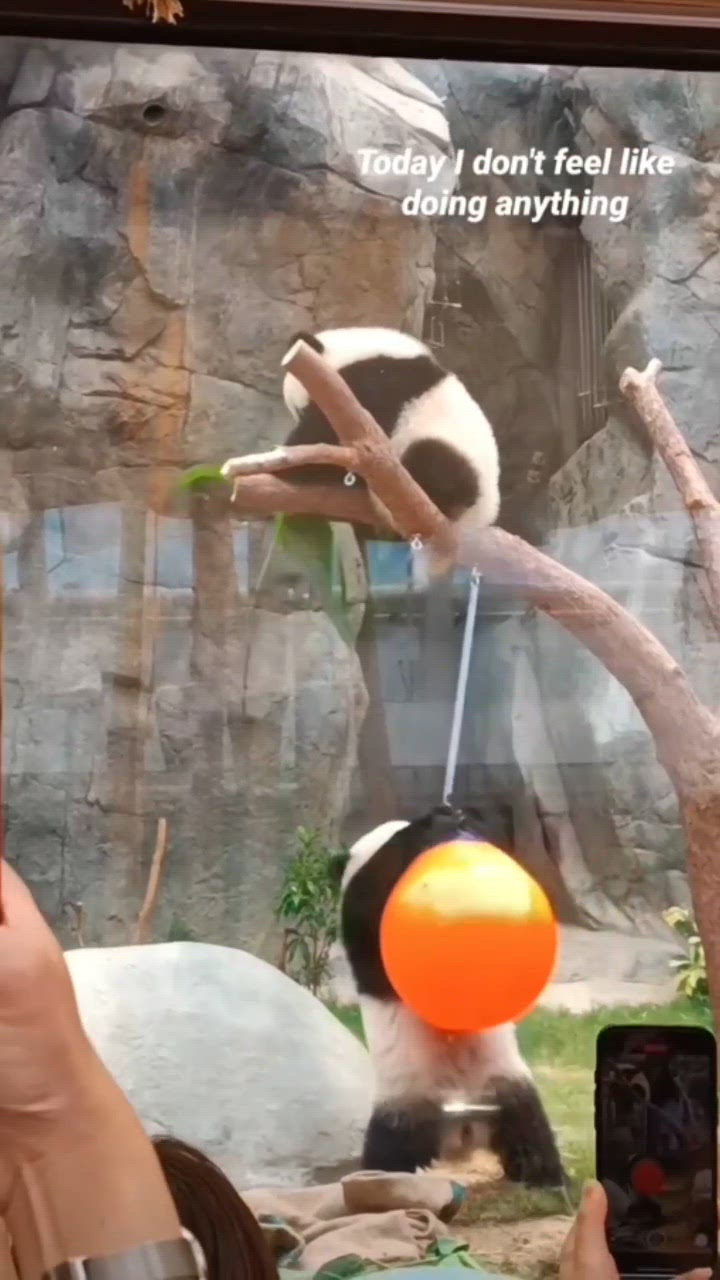 琴日去咗海洋公園睇熊貓BB 🐼