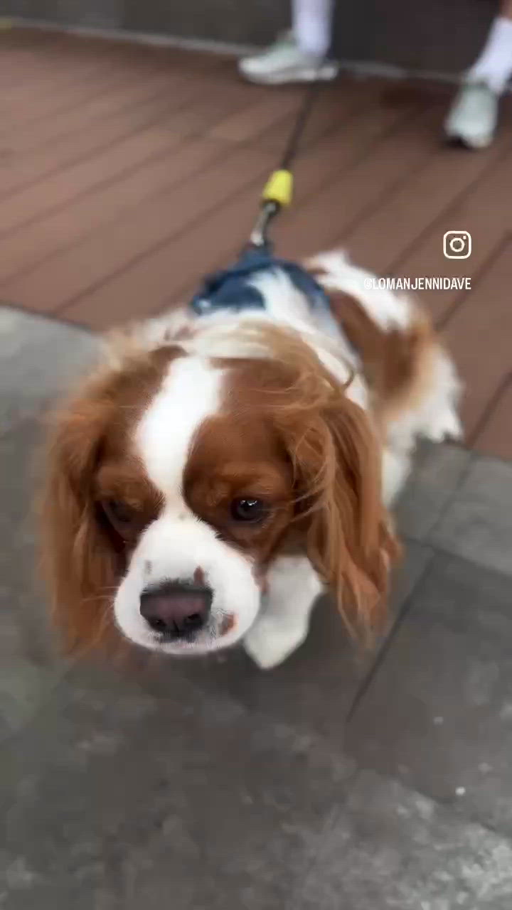媽媽我要食の狗狗Gelato推介🍦
