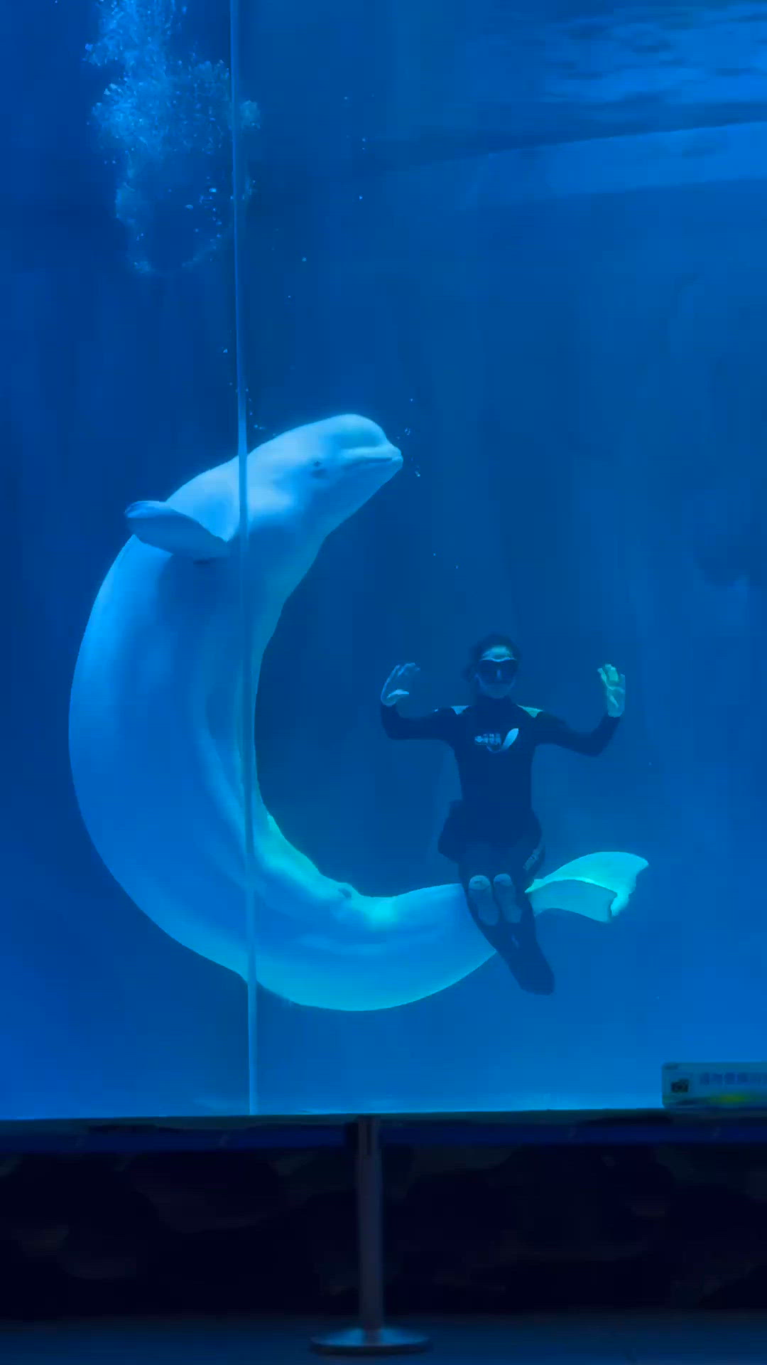 🦭寶藏級海洋世界！🐬世一白鯨Show!😍