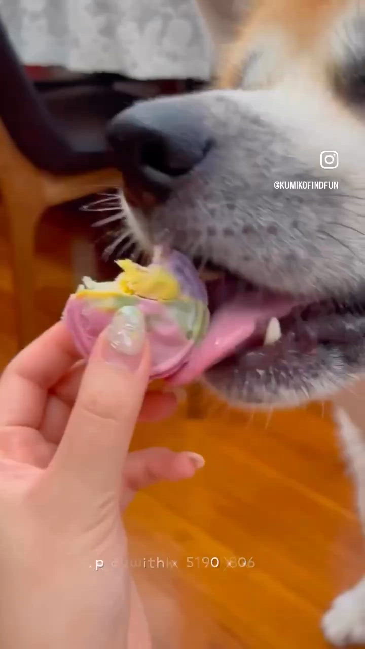 寵物月餅班開鑼！🐶🐾 一齊賞月🌕
