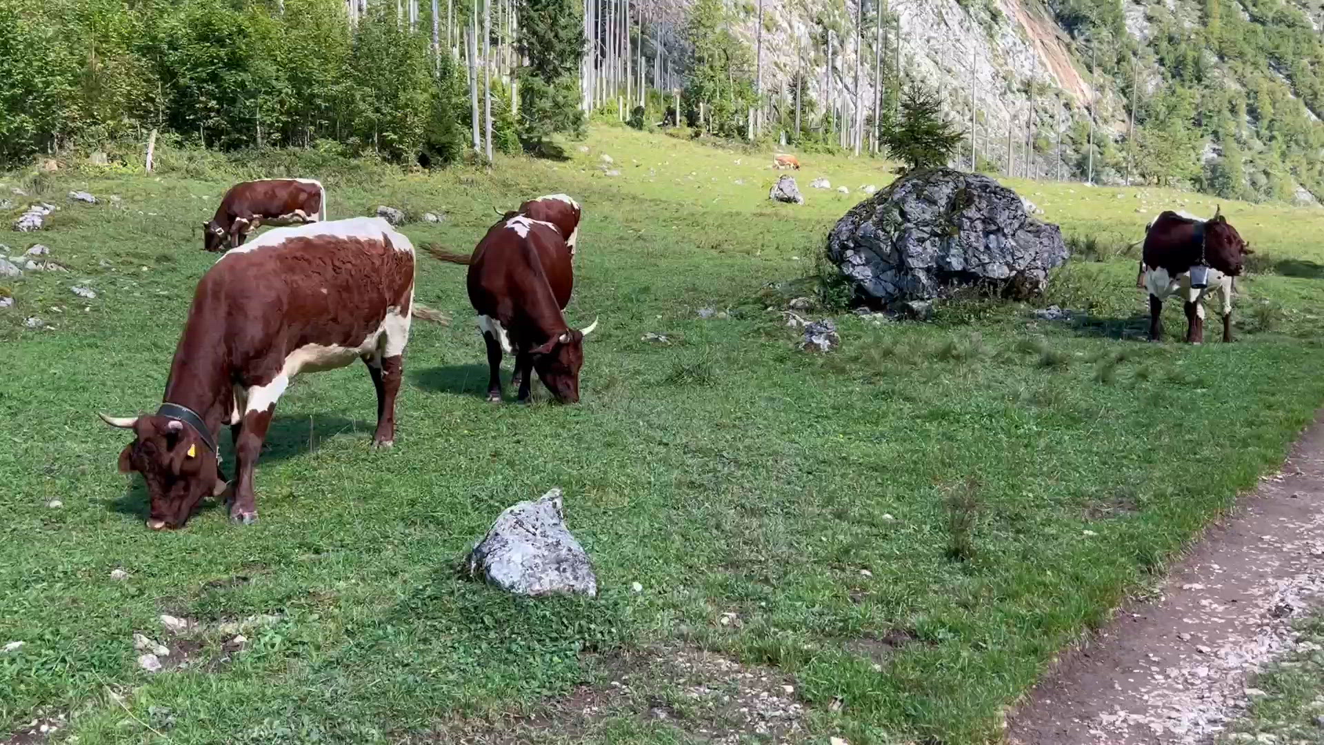德國國王湖牛牛