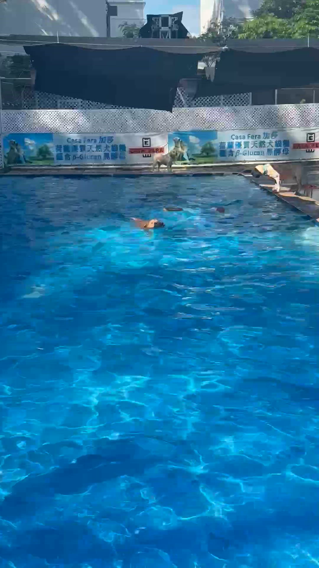 🐶🥇大狗狗保健良方😚游水🏊🏻