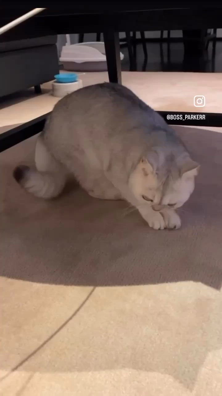 Biscuit 🍪 maker