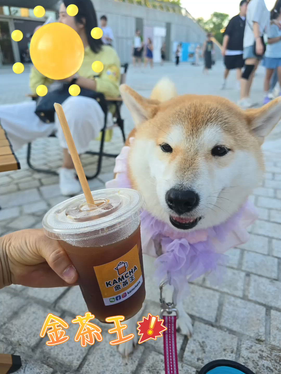 金茶王
