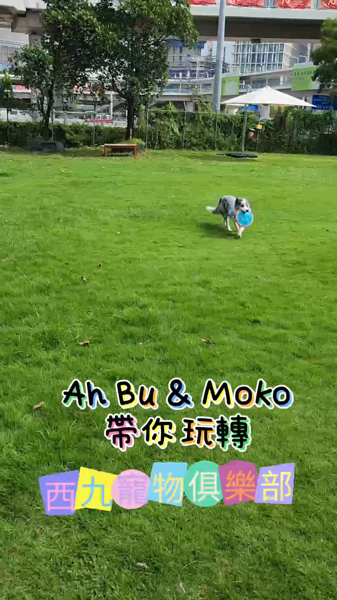 全新「西九寵物俱樂部」開幕啦🥳