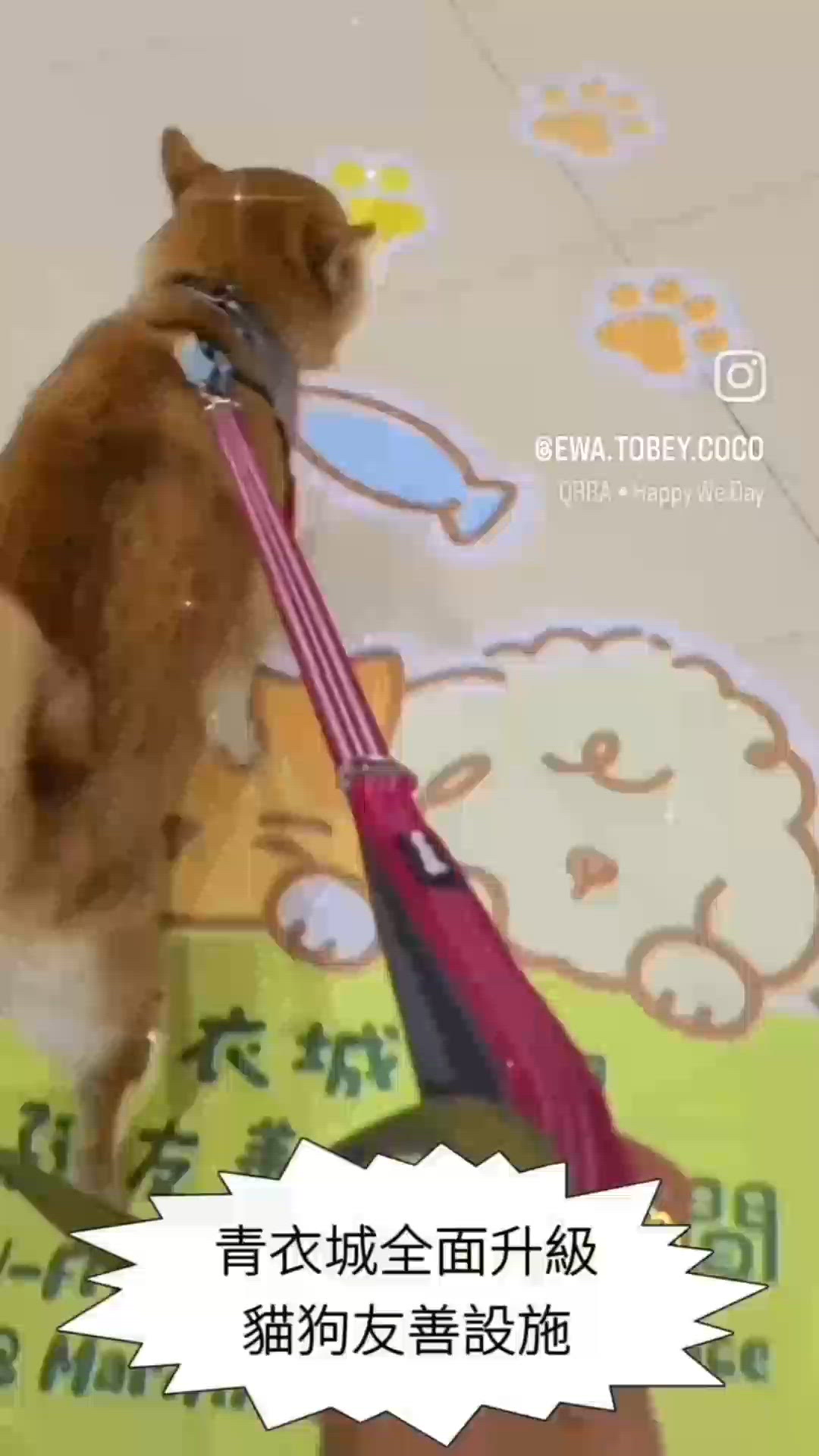 青衣城 pet friendly