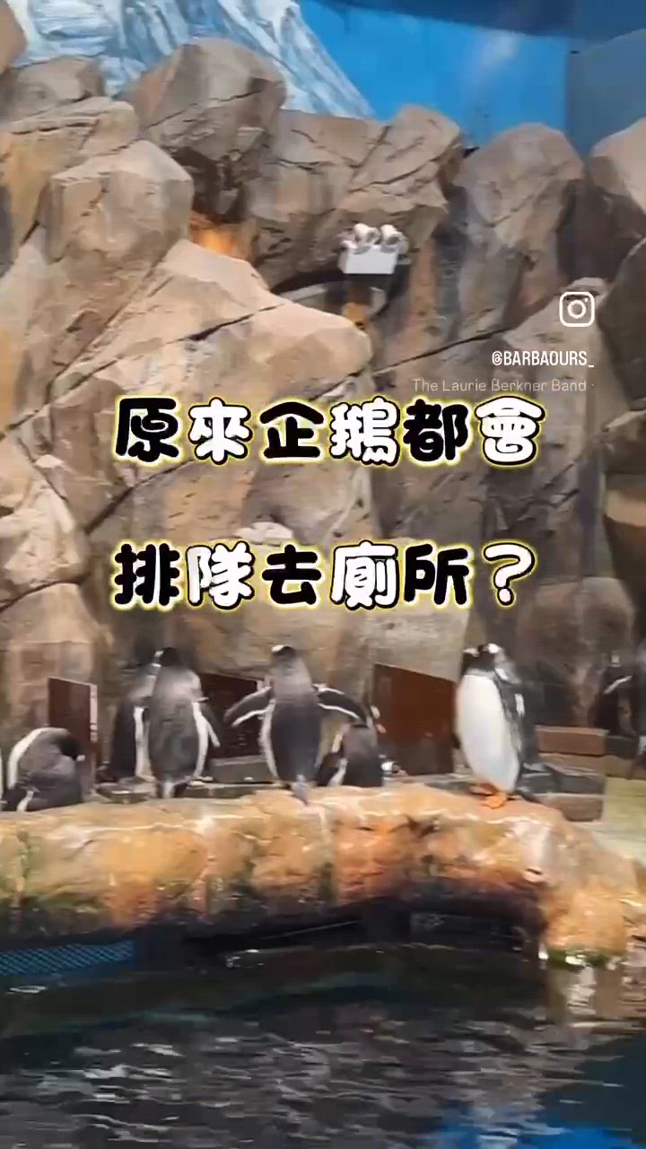 原來企鵝都會排隊去廁所?