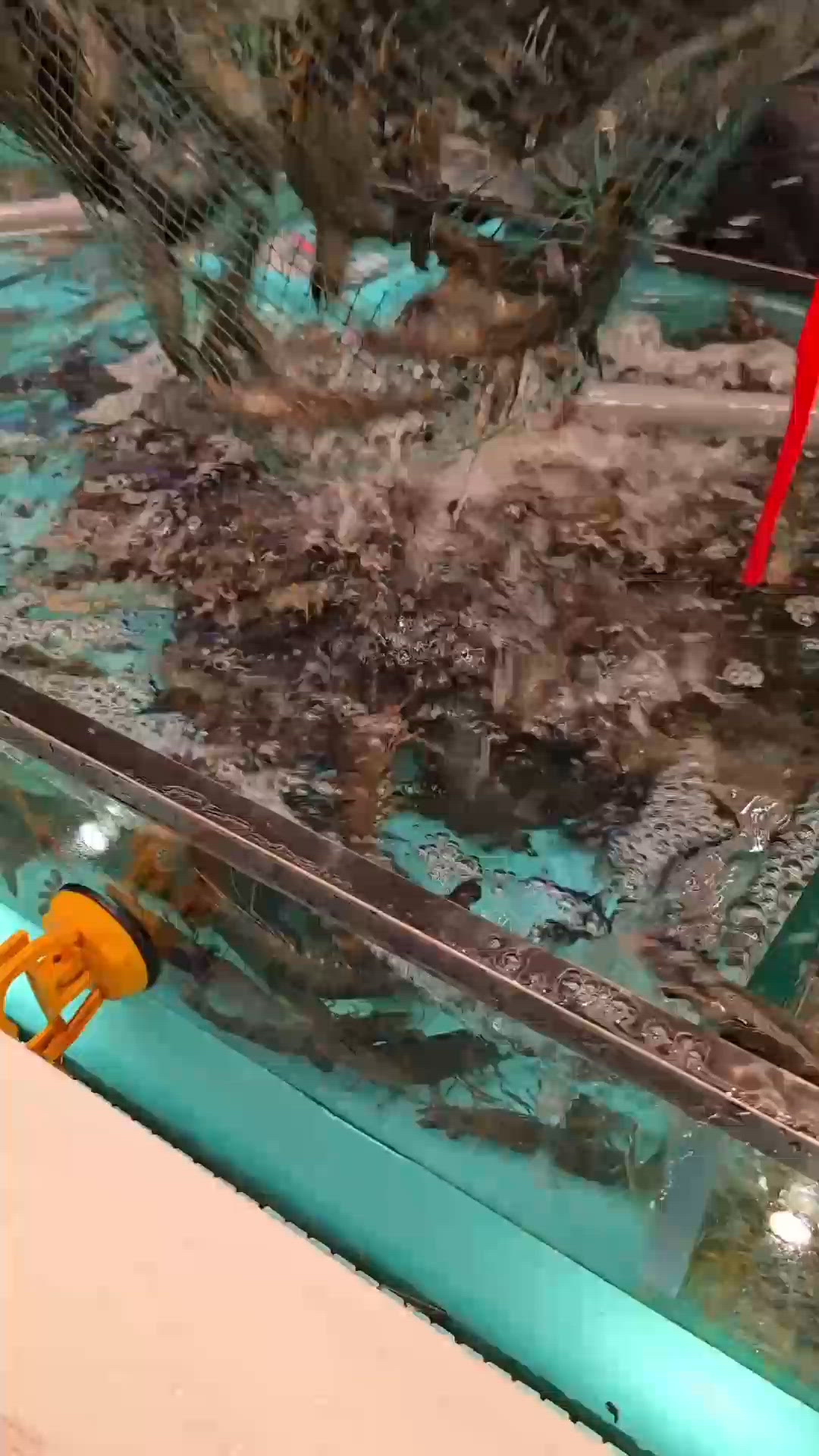 千海水產旺角開分店！海鮮控衝呀！🦀🔥