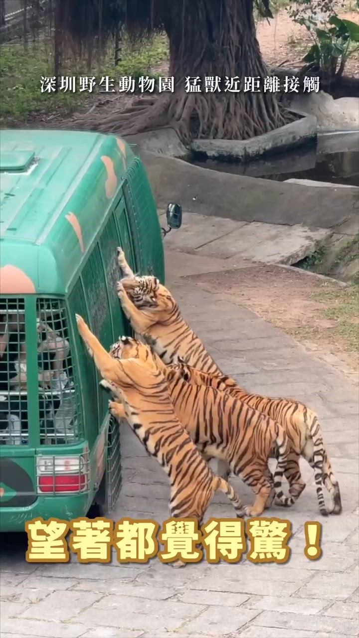 深圳野生動物園攻略！🦁 睇動物啦！