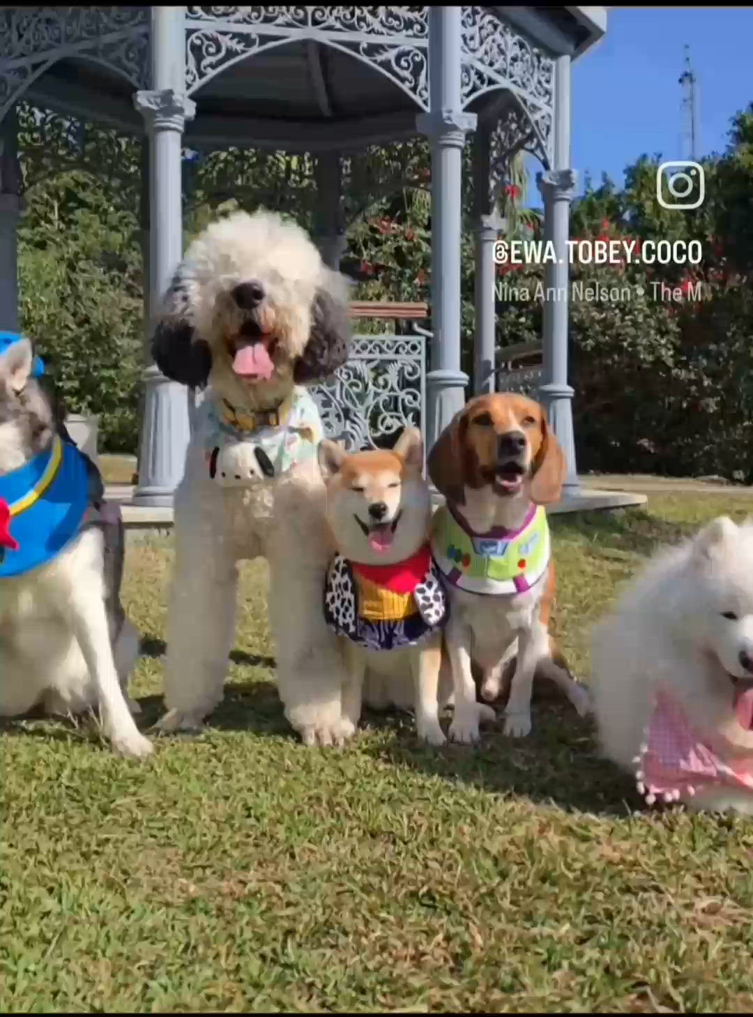 山頂公園啱曬狗狗放電, 又靚又乾淨嘅大草地, 可以盡情奔跑盡