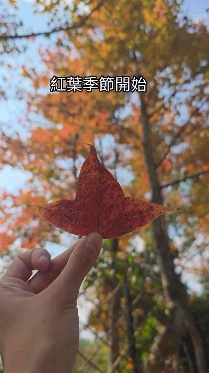1.  12月紅葉初探🍁！大欖郊野公園走起！