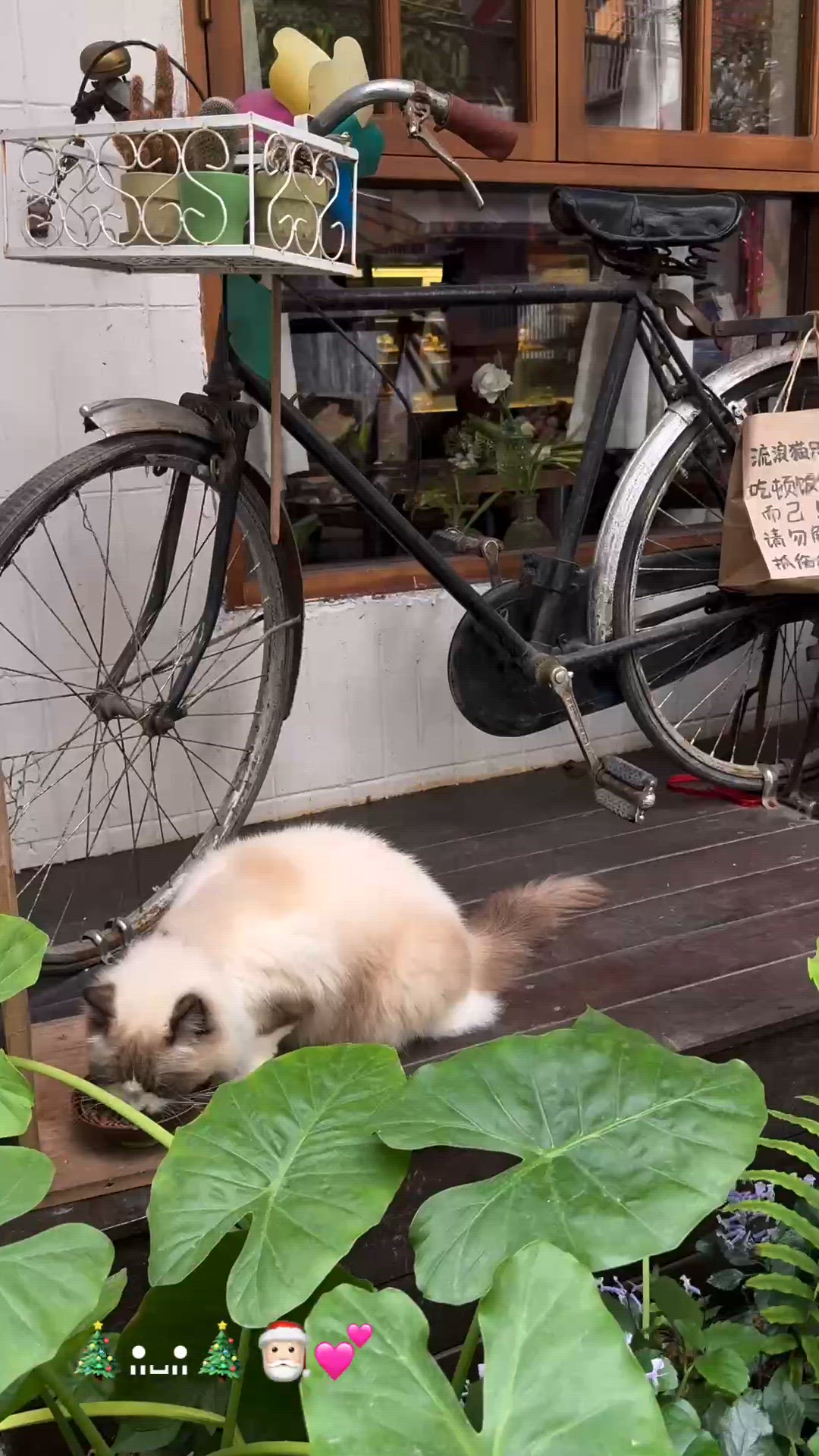 北山尋寶記！文青小店+抵食二人餐 🤩 貓店長超萌！