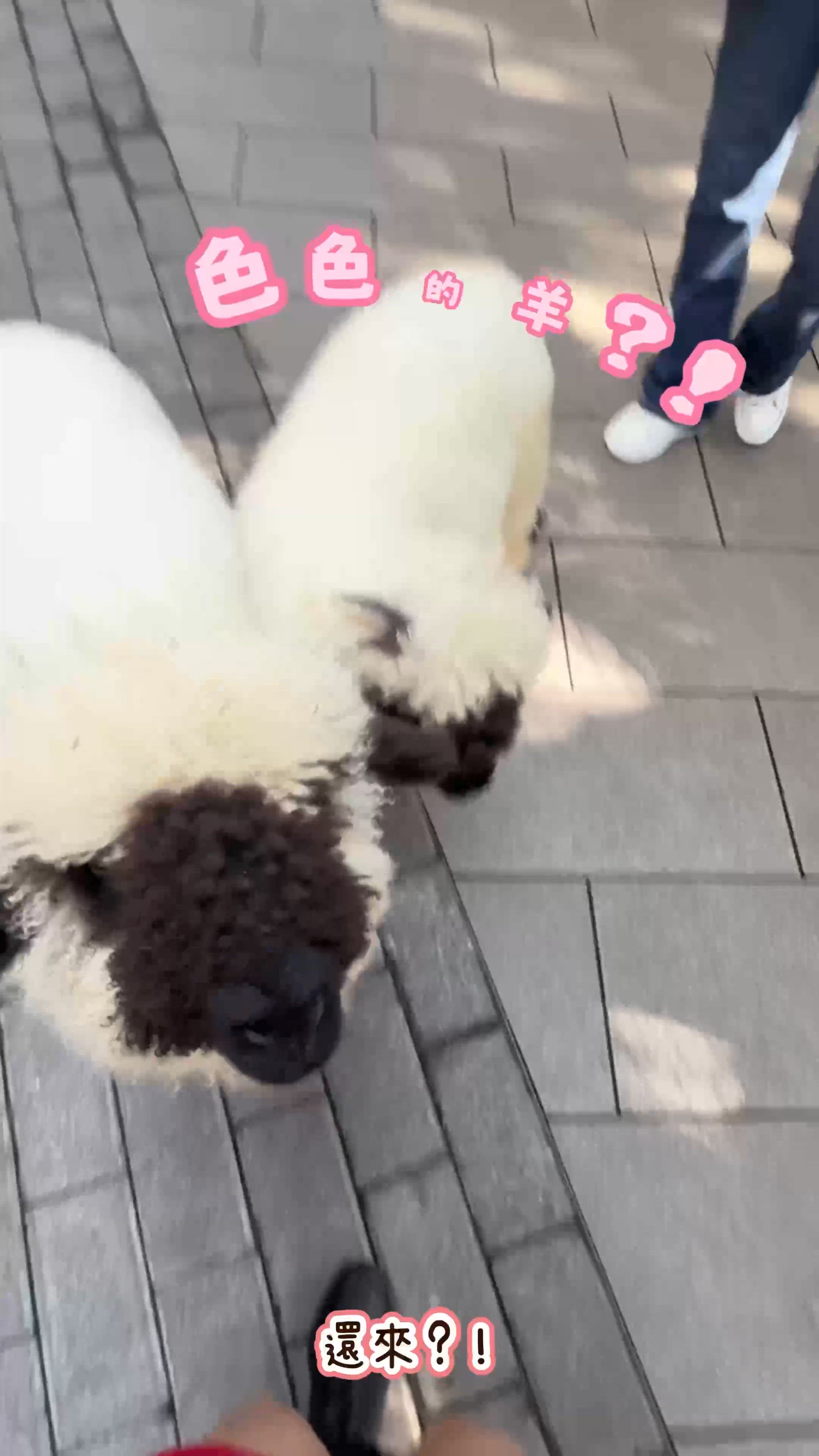 【🥰親親大自然動物篇✨零距離接觸!】