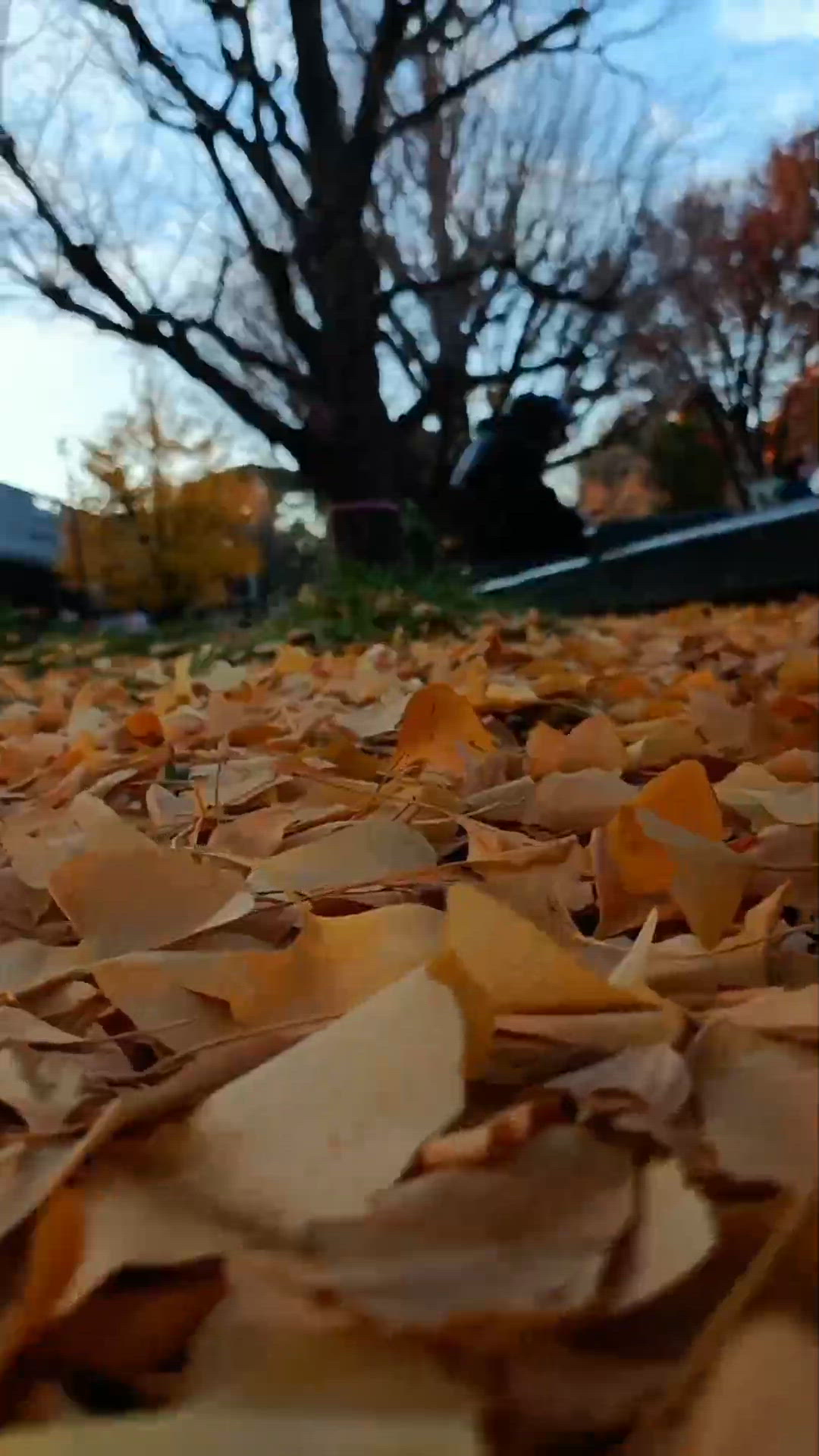 今天上野公園的銀杏