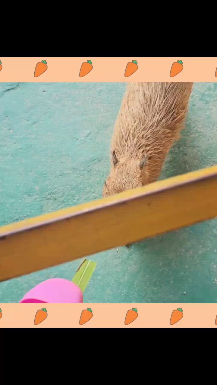 治癒的親親動物活動: 窩窩萌寵森友會