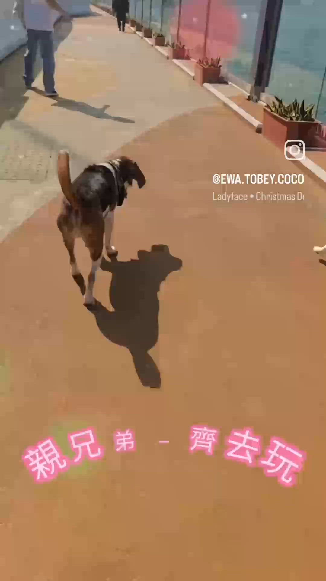 東岸版道+北角匯