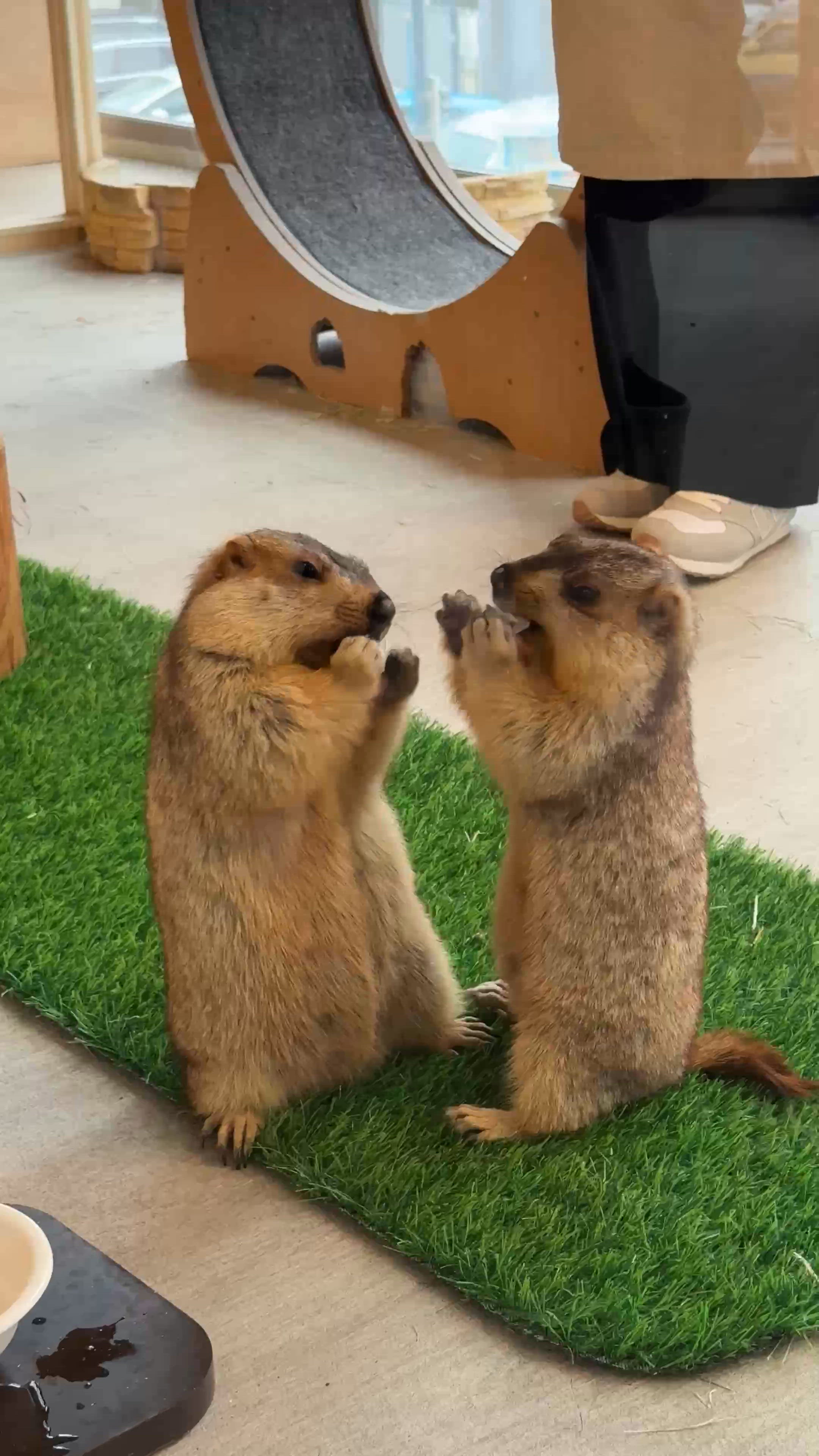 🇯🇵🤩土撥鼠打交？勁得意！😂