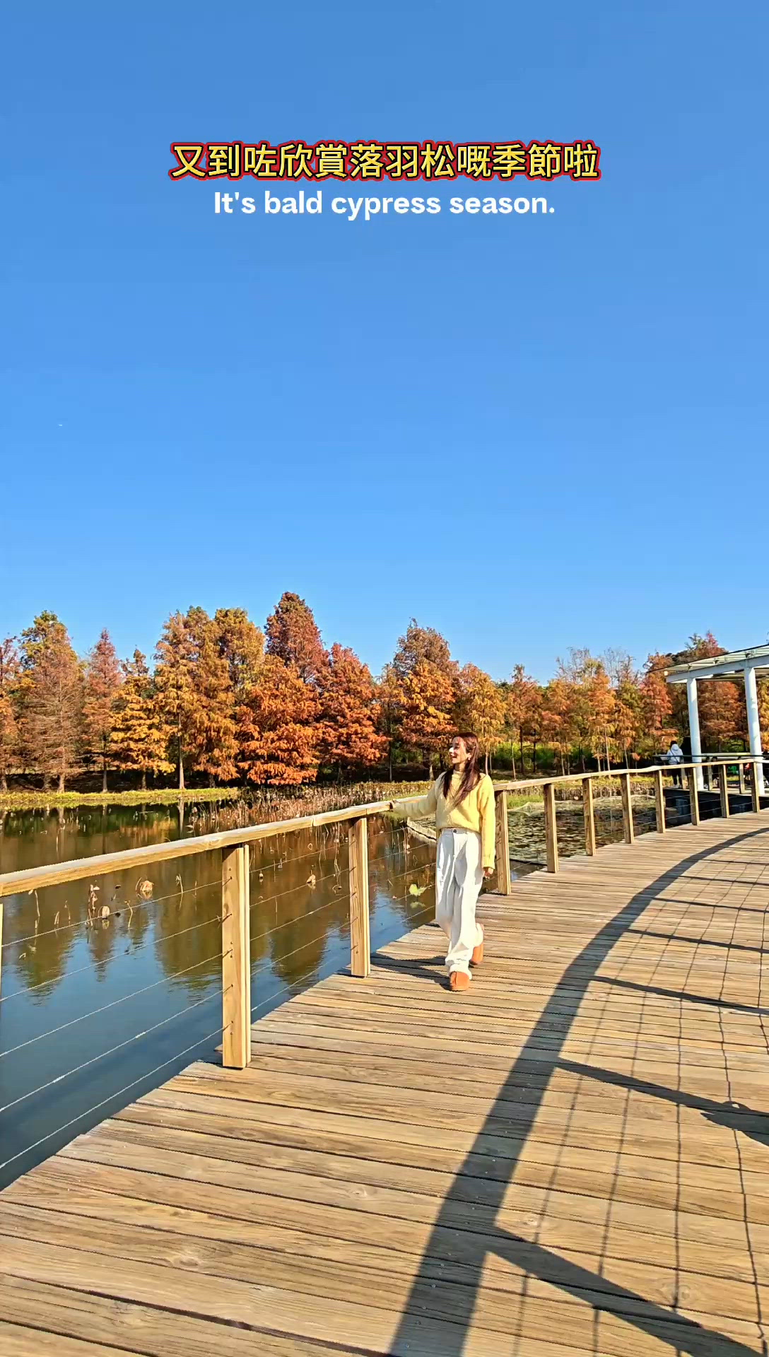打卡必去！天空之鏡落羽松濕地公園