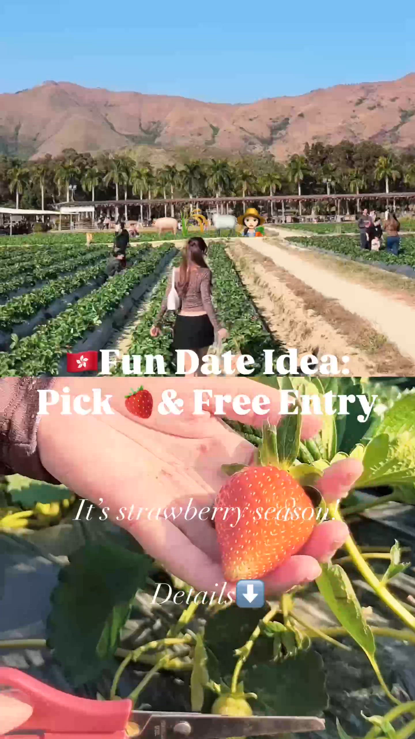 🇭🇰 假日好去處提案｜一年一度摘士多啤梨＋親親動物🍓