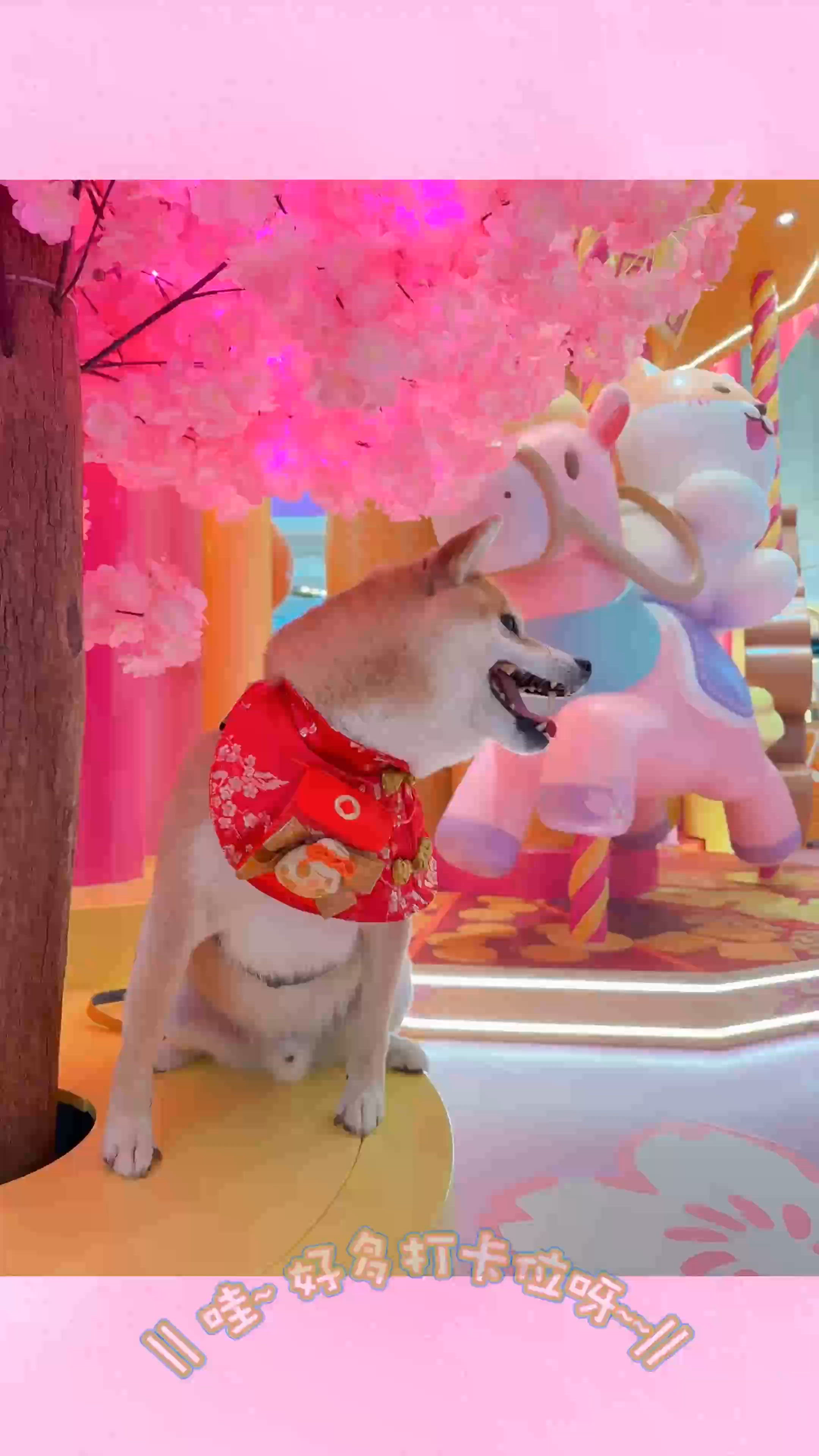 🎋🌸Mikiki x 柴語錄｢柴運亨通過肥年｣🧧🐶