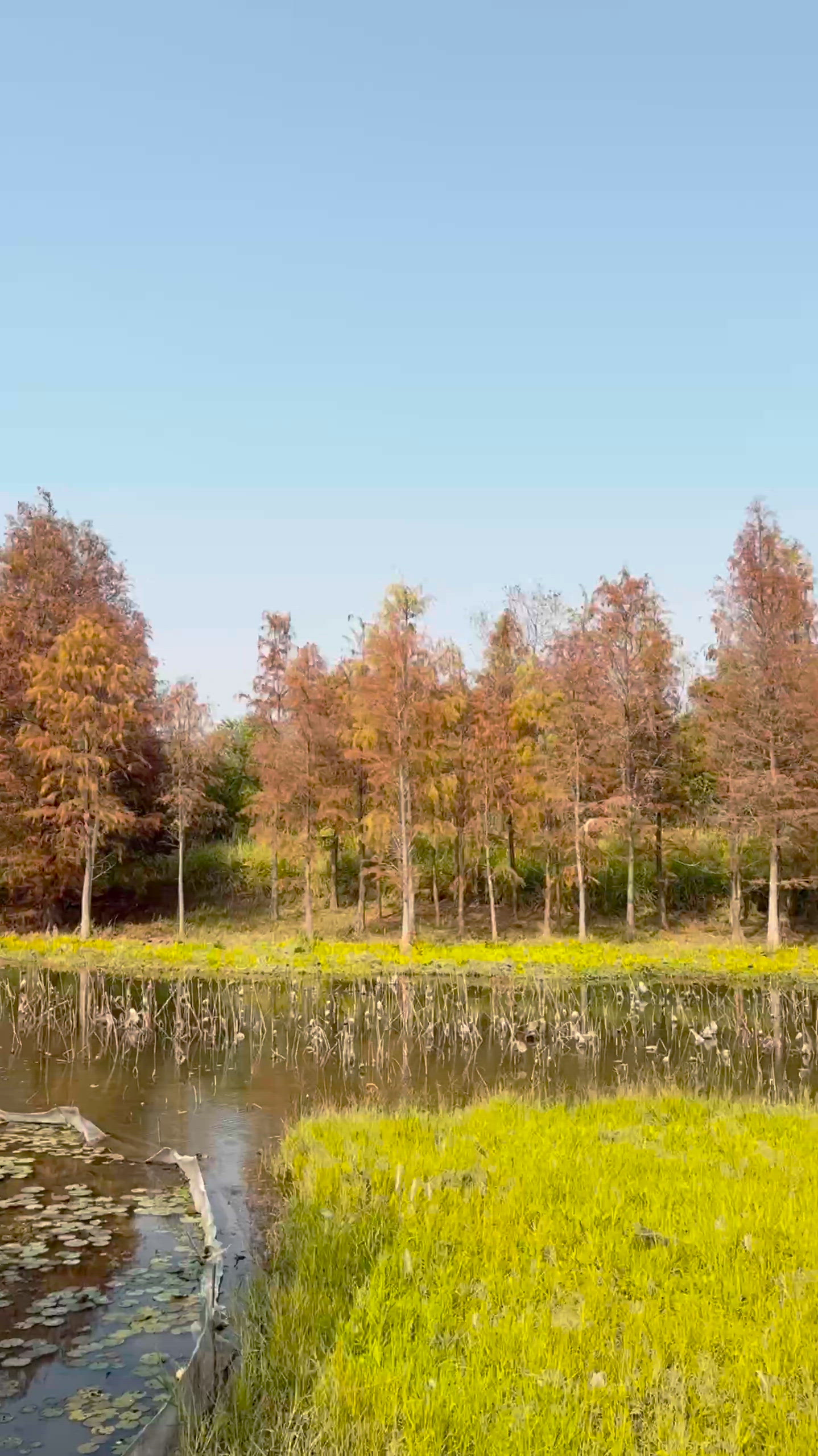 港版天空之鏡 紅葉落羽松之美