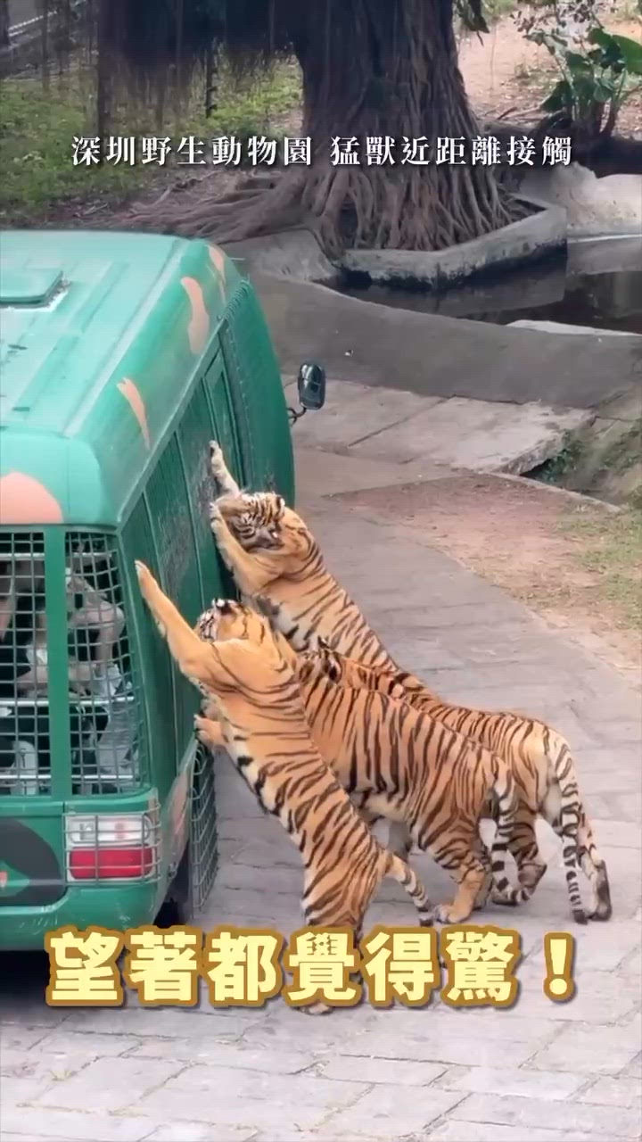 深圳動物園玩轉一日遊！🦁🦒🐧
