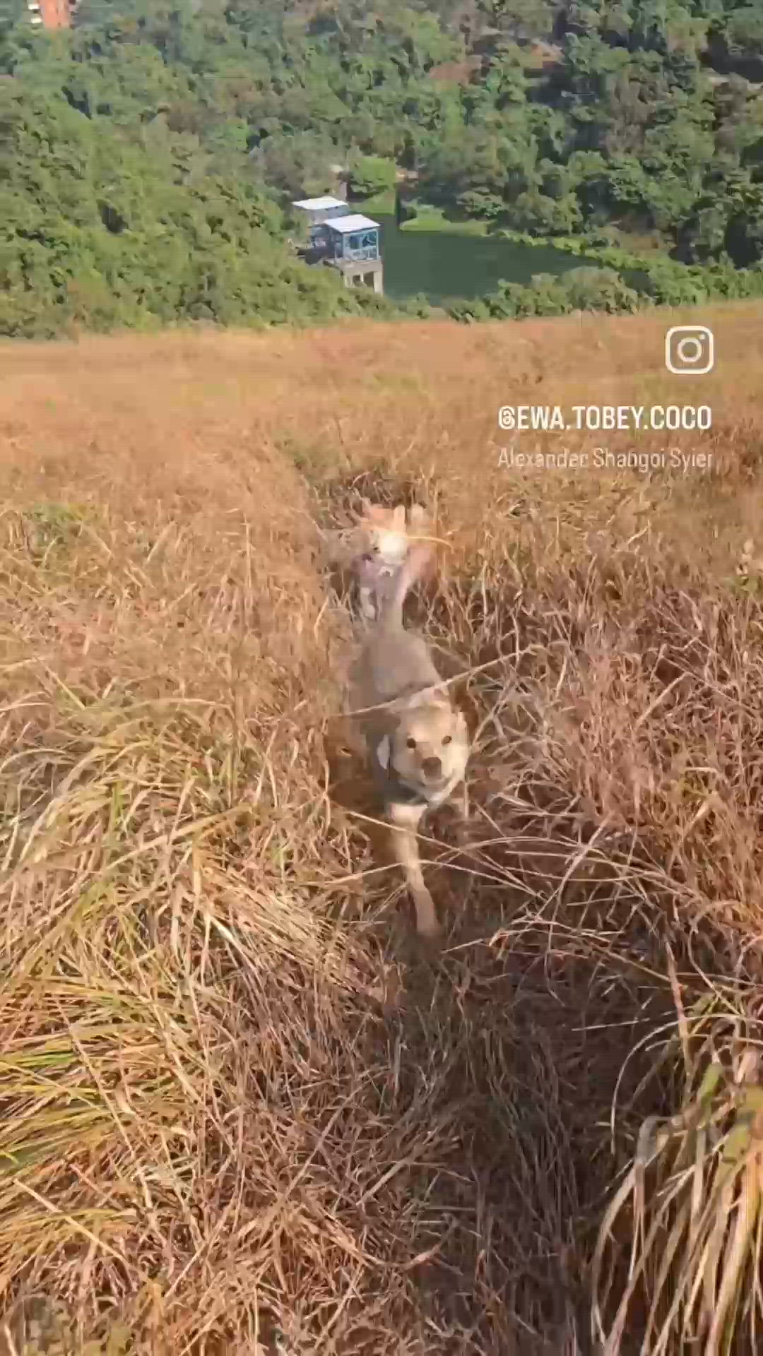 hiking with friends and dogs