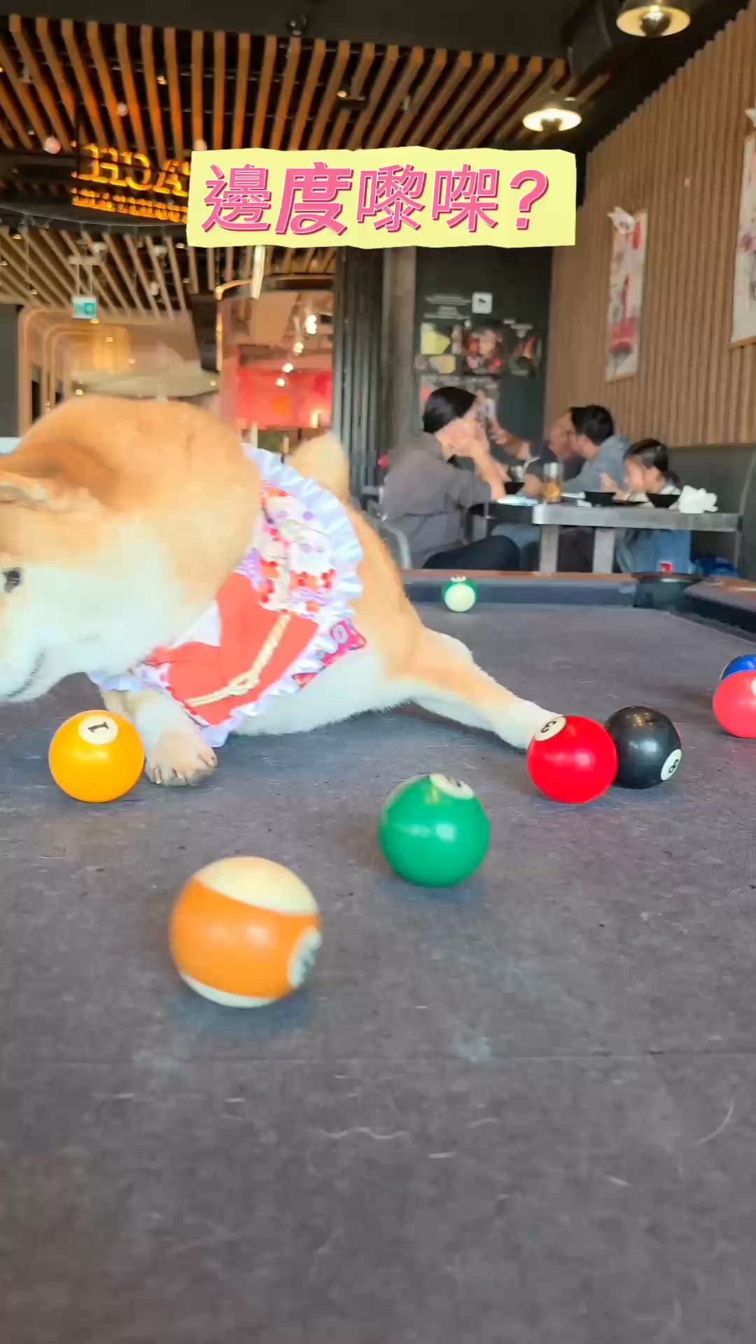 將軍澳有好多pet friendly嘅餐廳. 呢間幾好喎. 