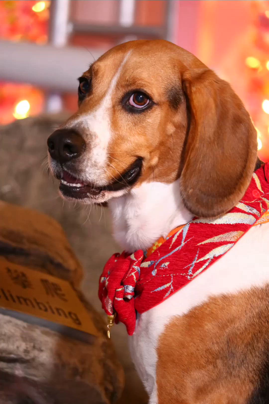 話咁快, 就嚟到農曆新年喇. 同 tobey coco影吓相
