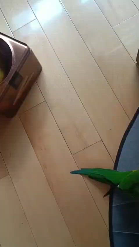 鸚鵡玩緊貓貓玩具, 你試過未?