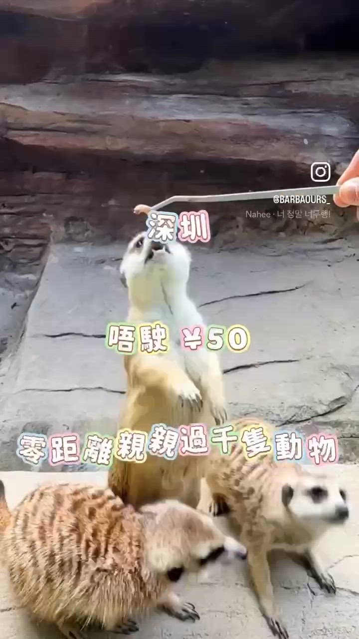 深圳唔駛 ¥50 零距離親親過千隻動物